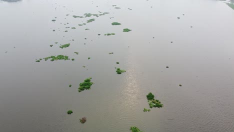 Algunas-Plantas-De-Jacinto-De-Agua-Que-Cubren-El-Lago