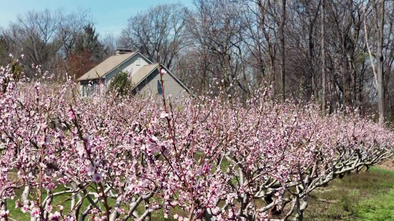 Ripresa aerea ascendente con drone sopra peschi in fiore in un frutteto in Pennsylvania, Stati Uniti, con una casa suburbana sullo sfondo. Vivaci fiori rosa durante la primavera