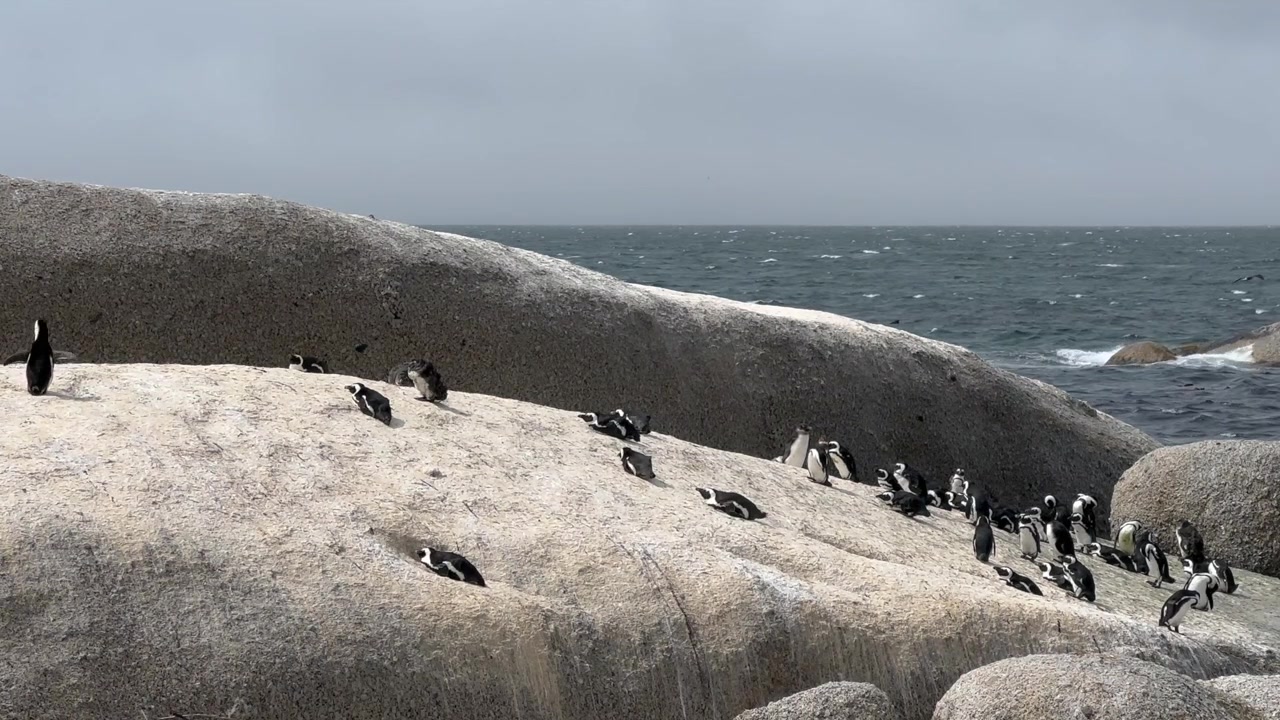 En koloni afrikanske pingviner (Spheniscus demersus) samles på store steiner ved havet på Boulders Beach i Sør-Afrika