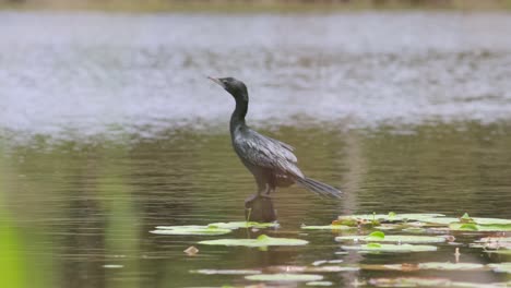 Kleiner-Kormoranvogel,-Der-Am-Seeufer-Sitzt-Und-Sich-Ausruht-Und-Gleichzeitig-Nach-Einer-Jagd-Und-Räubern-Ausschau-Hält-B-roll-zeitlupenclip,-Der-Hinter-Dem-Gras-Aufgenommen-Wurde