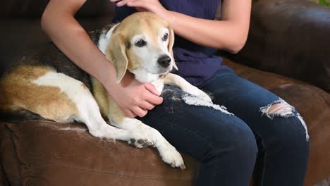 perro siendo acariciado por una mujer joven en un azul sentado en una silla de cuero marrón