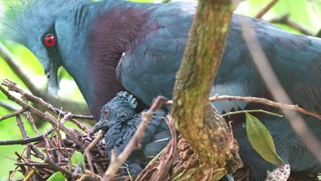 Adult-Victoria-crowned-pigeon,-goura-victoria-roosting-on-the-tree-nest,-nurturing-and-raising-the-baby,-exhibiting-signs-of-heavy-breathing-or-abnormal-throat-movements,-respiratory-distress