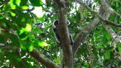 cola hacia abajo escondiéndose detrás del árbol mientras mira hacia arriba y alrededor, mono de hoja de gafas trachypithecus obscurus, tailandia