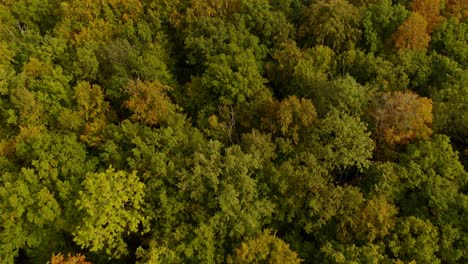 vuelo aéreo del bosque de otoño hacia adelante sobre un hermoso bosque, un pedazo idílico de naturaleza con una vista baja de la cámara