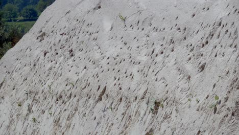 Flock-of-bank-swallows-flying-in-nest-wall-after-work,static-wide-shot-slow-mo