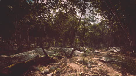 Raíces-De-Un-árbol-En-Un-Bosque-Brumoso