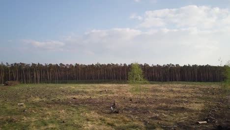 Drone-shot-of-pine-tree-forest