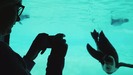 woman films penguin in an aquarium