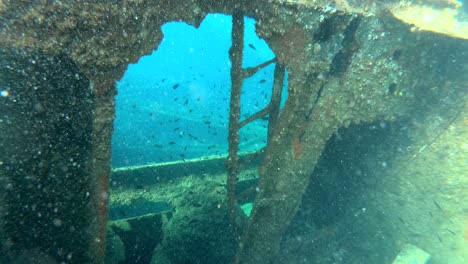 escuela de peces nadando a lo largo del naufragio michelle, dugi otok, croacia