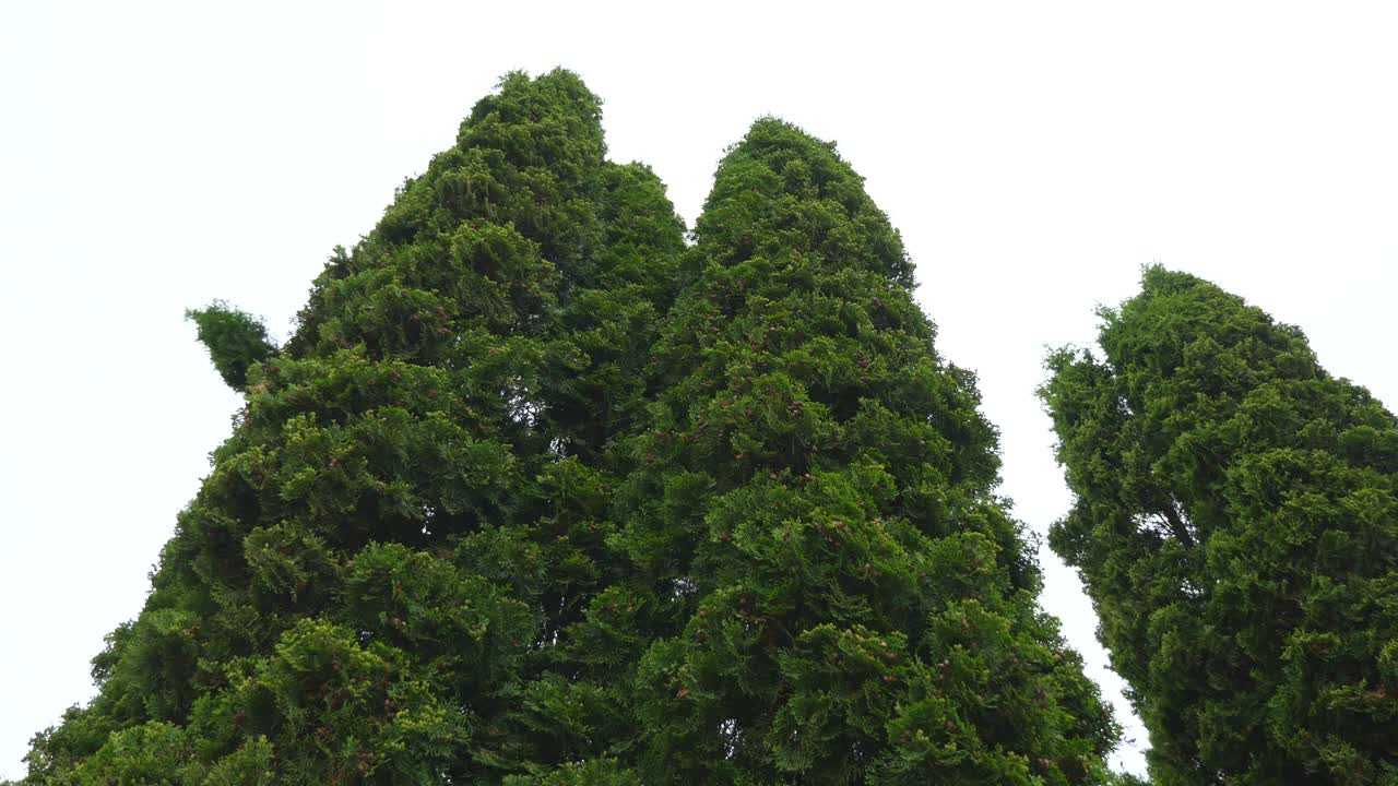 Thuja of bright light green color on clear blue sky. Natural background and copy space