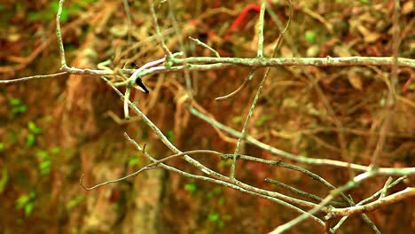 Ein-Kleiner-Vogel-Landet-Und-Sitzt-Auf-Einem-Ast-In-Der-Brasilianischen-Savanne