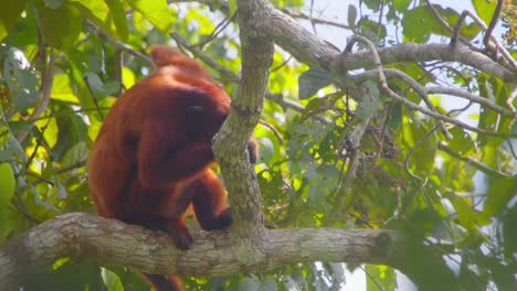 single red howler monkey sitting in the rainforest canopy basking in sunlight and scratching its back