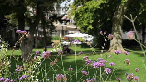 Flores-De-Verbena-Púrpura-Meciéndose-Suavemente-Con-El-Viento-En-Un-Parque-De-La-Ciudad