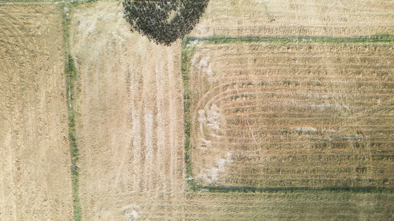 Aerial footage of moving patterns made by a raft of natural ducks being walked through harvested rice paddies in Asia Speeded up footage