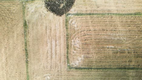 aerial footage of moving patterns made by a raft of natural ducks being walked through harvested rice paddies in asia speeded up footage