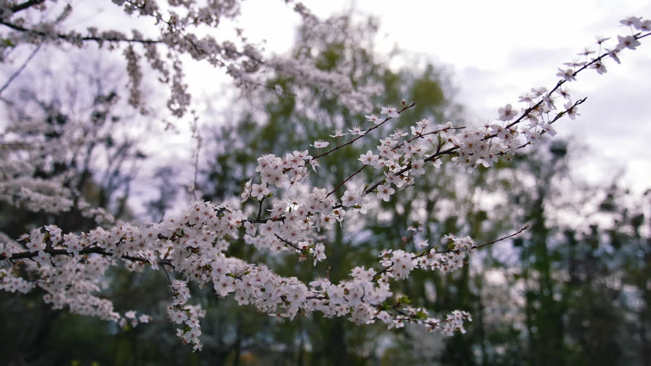 Awesome nature of springtime. Beautiful delicate white flowers on the branch.