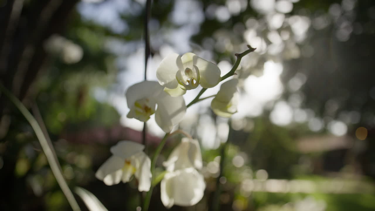 Scenic footage from Punta Cana and the Dominican Republic, showcasing turquoise Caribbean waters, lush jungle, white-sand beaches, and vibrant tropical nature