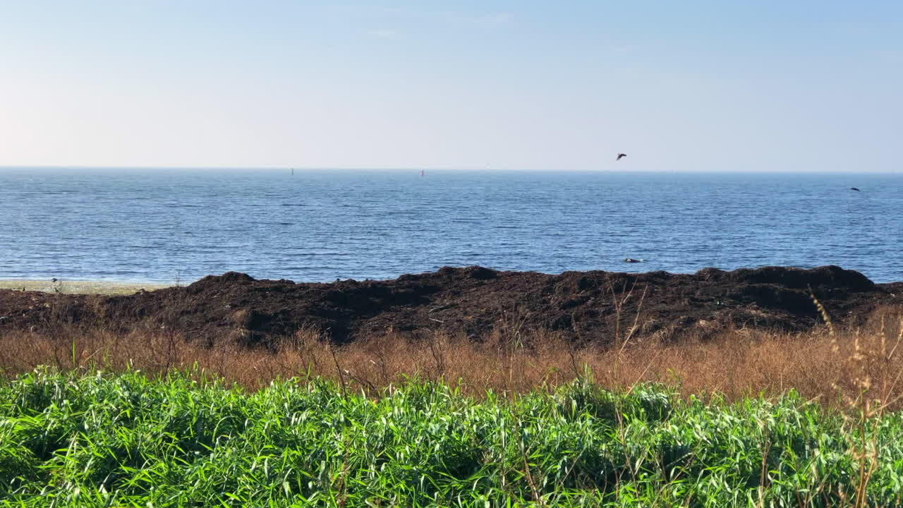 바다 근처의 녹색 패치 주위를 날아다니는 새들