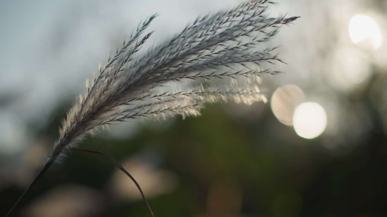 Erba che ondeggia al crepuscolo. Scena di giardino serena con erba scintillante e rugiada. Ambiente crepuscolare pacifico con erba illuminata e canne coperte di rugiada che si muovono dolcemente in un'atmosfera di giardino tranquilla.