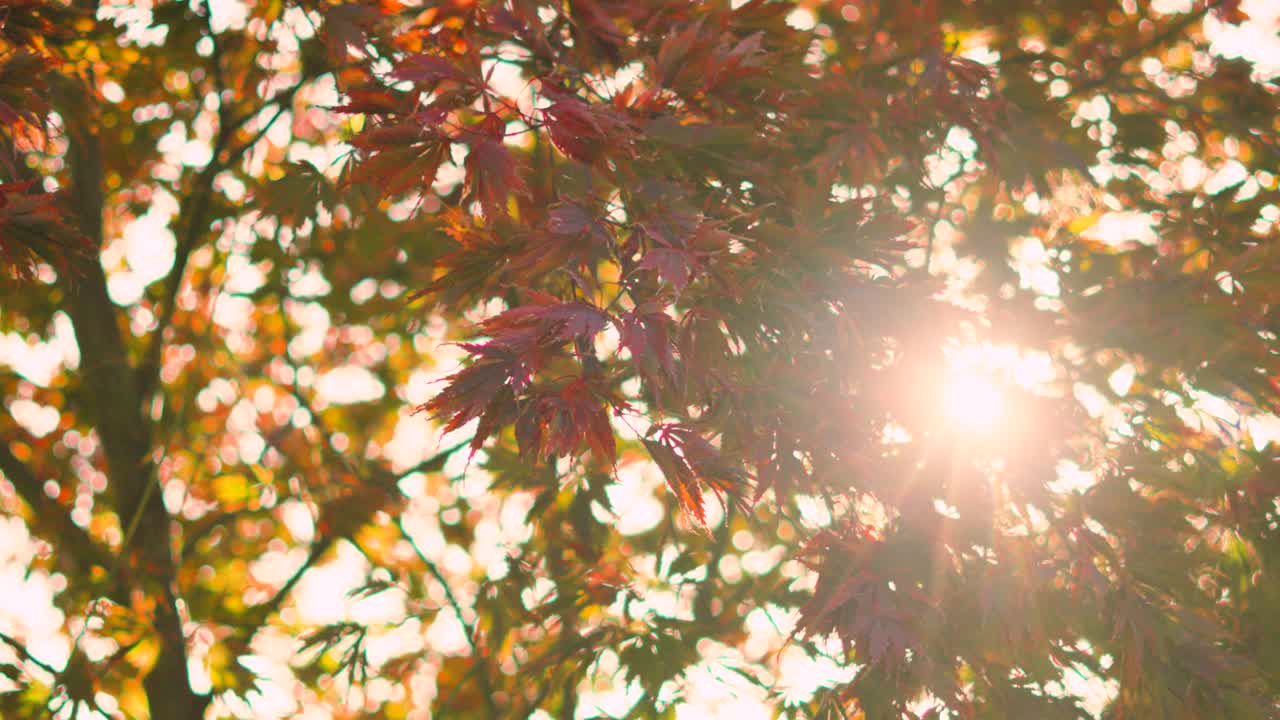 Beautiful Red Acer Tree Gently Blowing in Soft Gentle Wind with Morning Sunlight Flickering Through Leaves as Camera Slowly Pans Over in Slow Motion. Seasonal Autumn Fall Colors