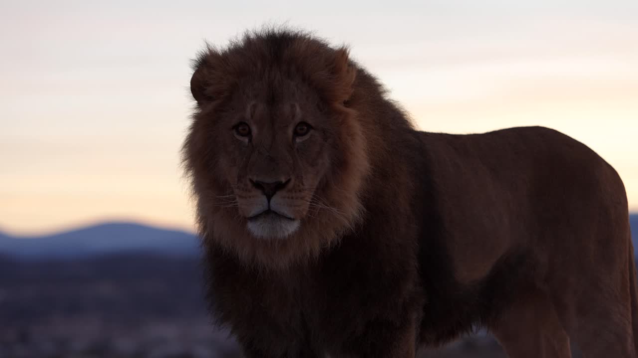 el león te mira fijamente el amanecer con la respiración fría visible