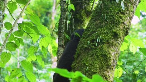 joven gorila encaramado en lo alto de un árbol en la naturaleza con hojas verdes en una selva africana