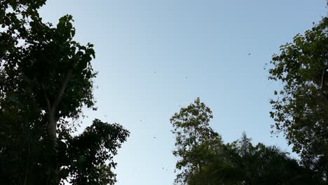 bandada de pájaros negros volando sobre un bosque tropical, en un día soleado