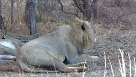 A-male-lion-roaring-on-a-cool-day-in-Africa-and-you-can-see-his-breath-in-the-air