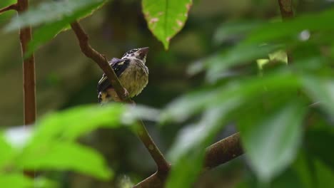 Schwarz-gelber-Breitschnabel,-Eurylaimus-Ochromalus,-Ein-Küken-Im-Kaeng-Krachan-Nationalpark,-Thailand