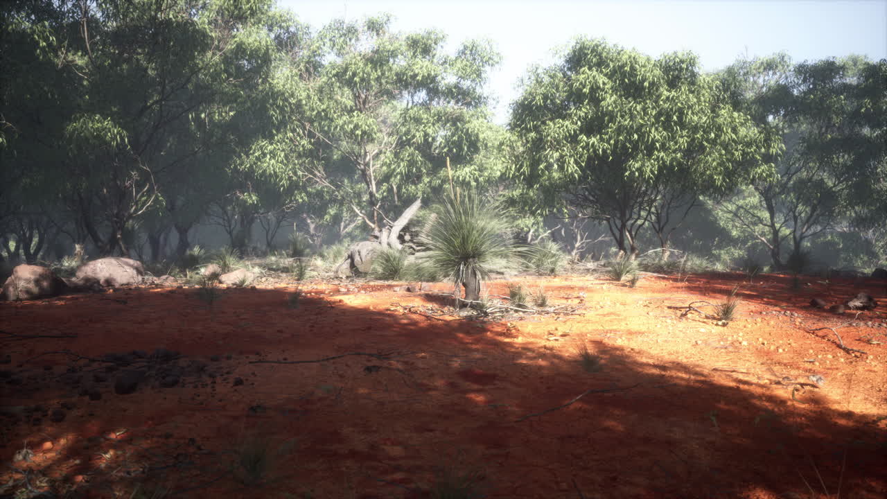 puesta de sol en el bosque australiano