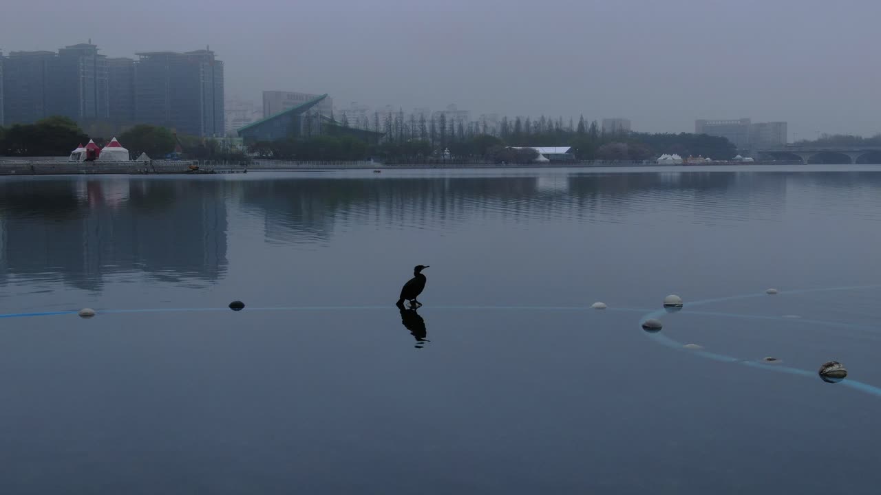 호수에서 쉬고 있는 새