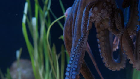 primer plano de un pulpo en un acuario