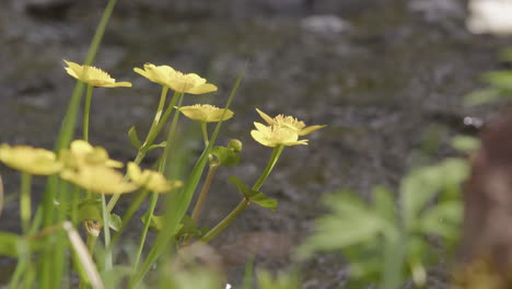 Natur---Zarte-Gelbe-Blumen-Neben-Einem-Bach,-Schweden,-Zeitlupe-Aus-Nächster-Nähe