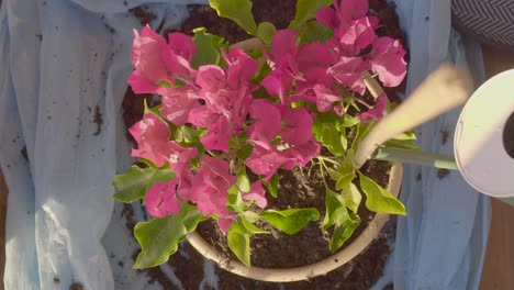 watering a potted bougainvillea plant