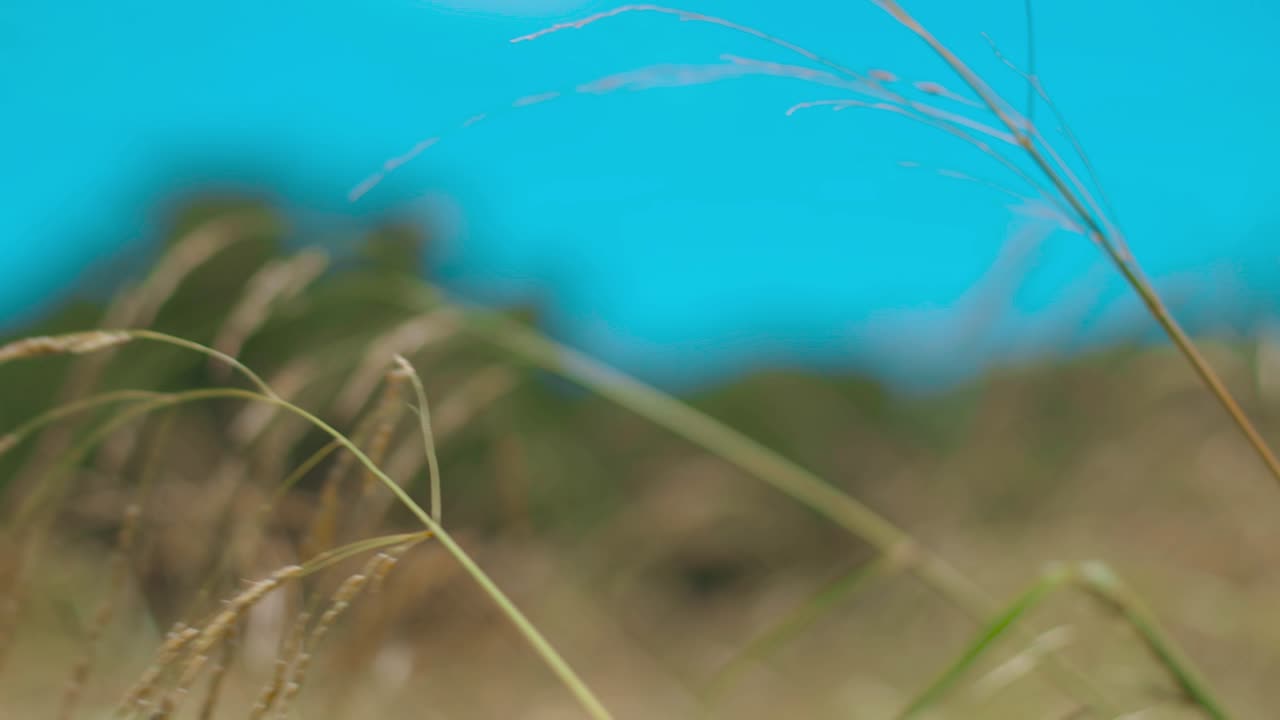 잔디이 가까이에서