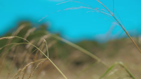 Grassy-field-close-up