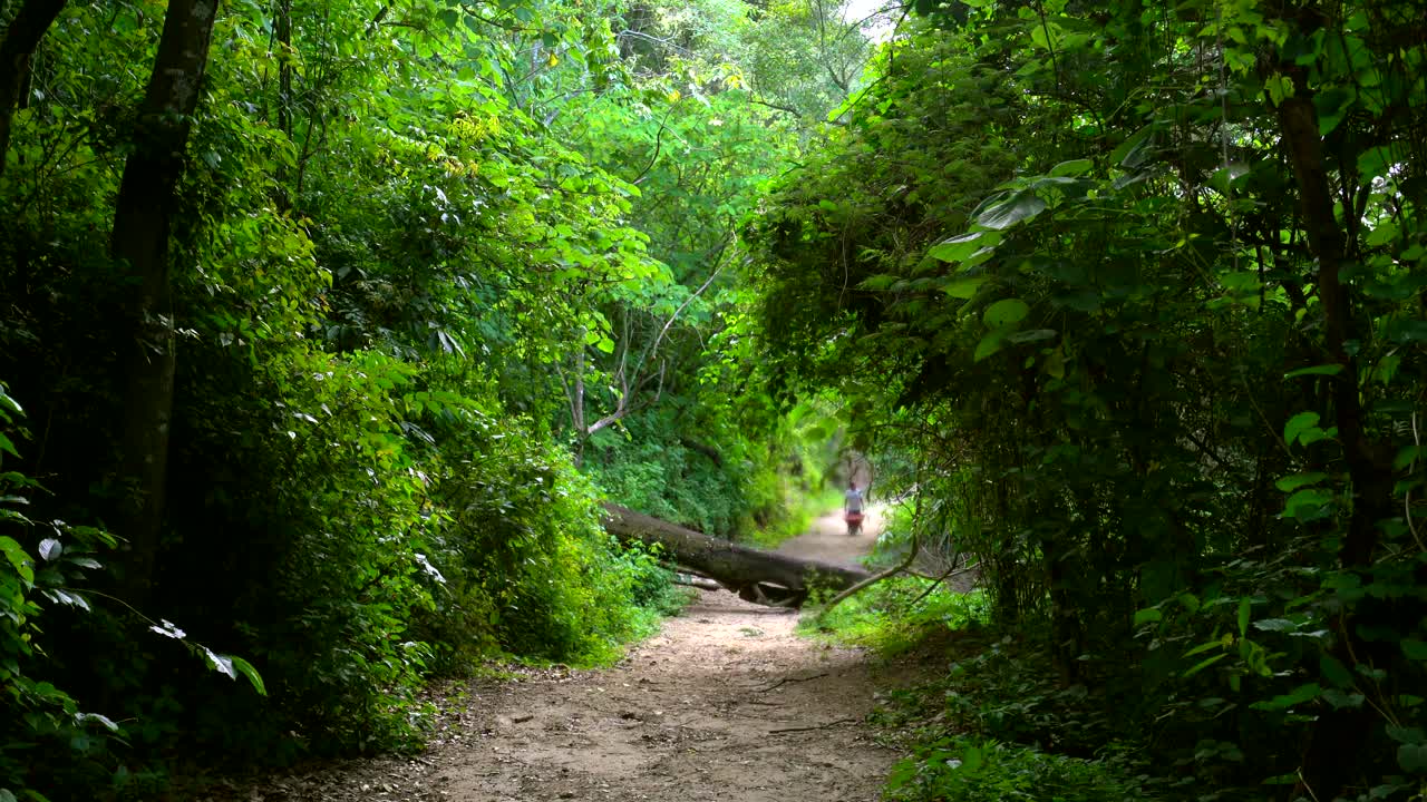 camino de tierra en perspectiva en el bosque.