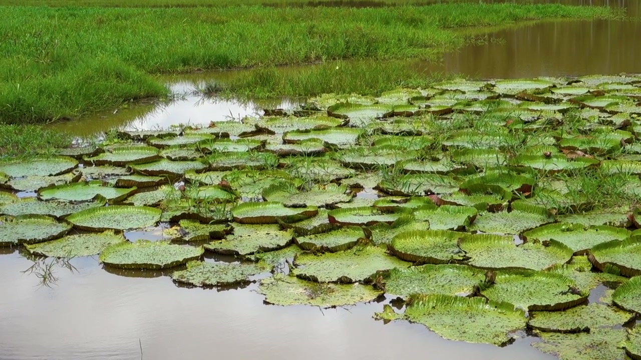 big leaves of Vitoria Regia aquatic plant wild in nature. Victoria amazonica species, native to tropical rainforest of Amazonas, Brazil