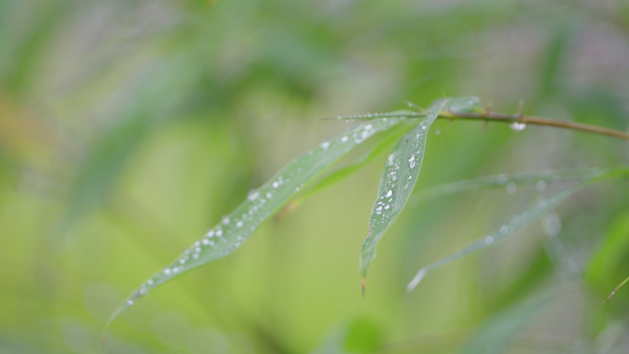 Close-up of Dewy Bamboo Leaves