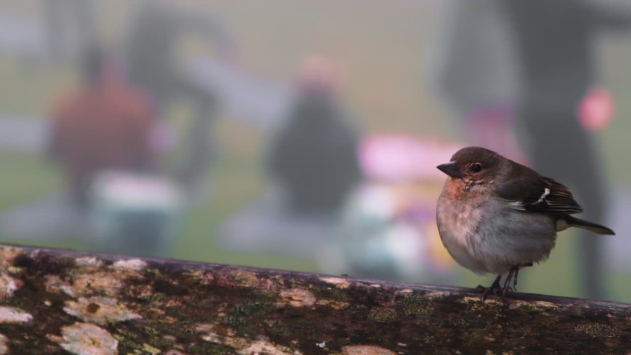 pájaro dulce descansando en una rama de madera y mirando a la gente de yoga haciendo ejercicio en segundo plano