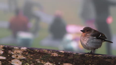 Sweet-bird-resting-on-wooden-branch-and-looking-at-yoga-people-doing-exercise-in-background