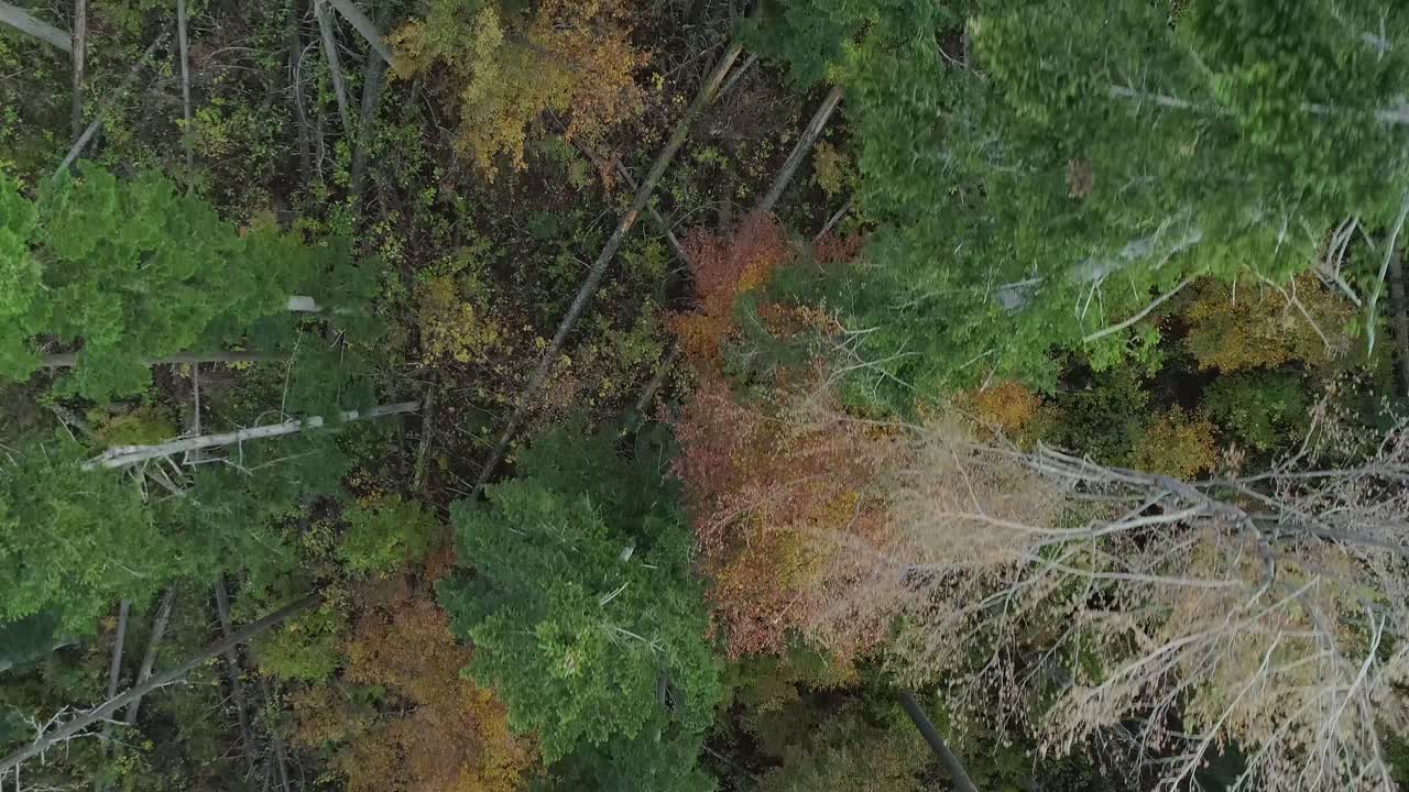 Aerial view over tops of conifers