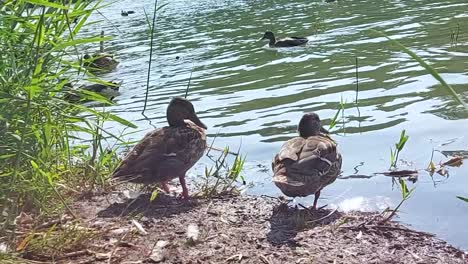 two ducks by the lake