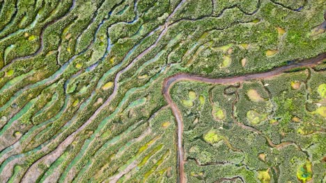 Pisos-De-Barro-Agrietados-En-Una-Marisma