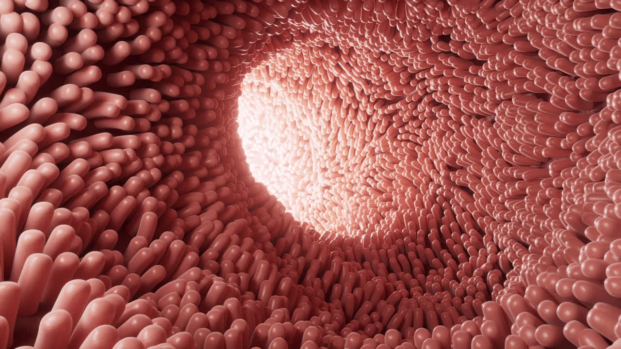 Canale intestinale carnoso rivestito di villi morbidi, rendering 3D.