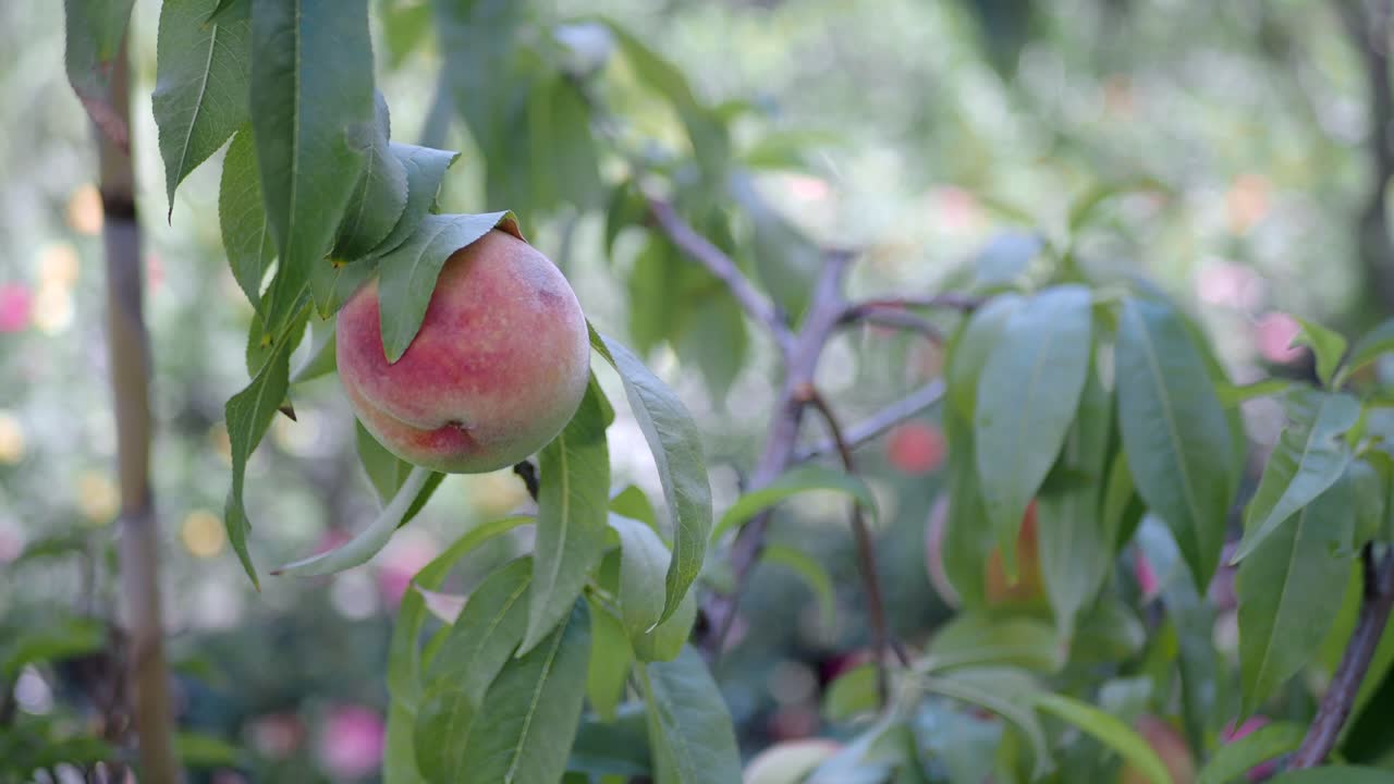 Buah Persik di Pohon