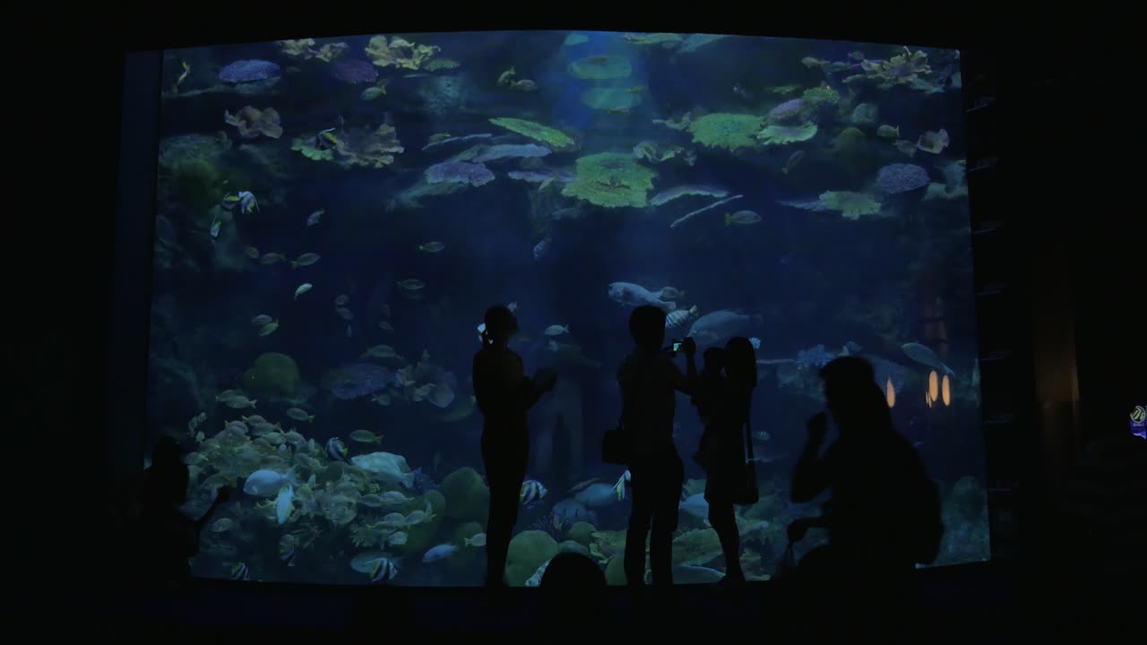 personas que visitan el oceanario