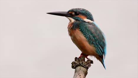 This-Common-Kingfisher-was-so-friendly-that-it-allowed-me-to-come-very-close-as-I-took-this-footage