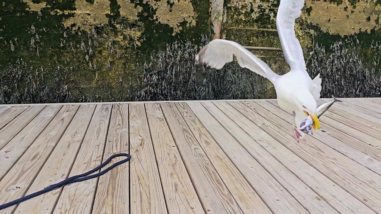 Un gabbiano cattura un piccolo pesce su un molo di legno e inizia a mangiarlo accanto a un muro del porto coperto di alghe, con le ali spiegate in movimento e il comportamento della fauna costiera alla luce del giorno