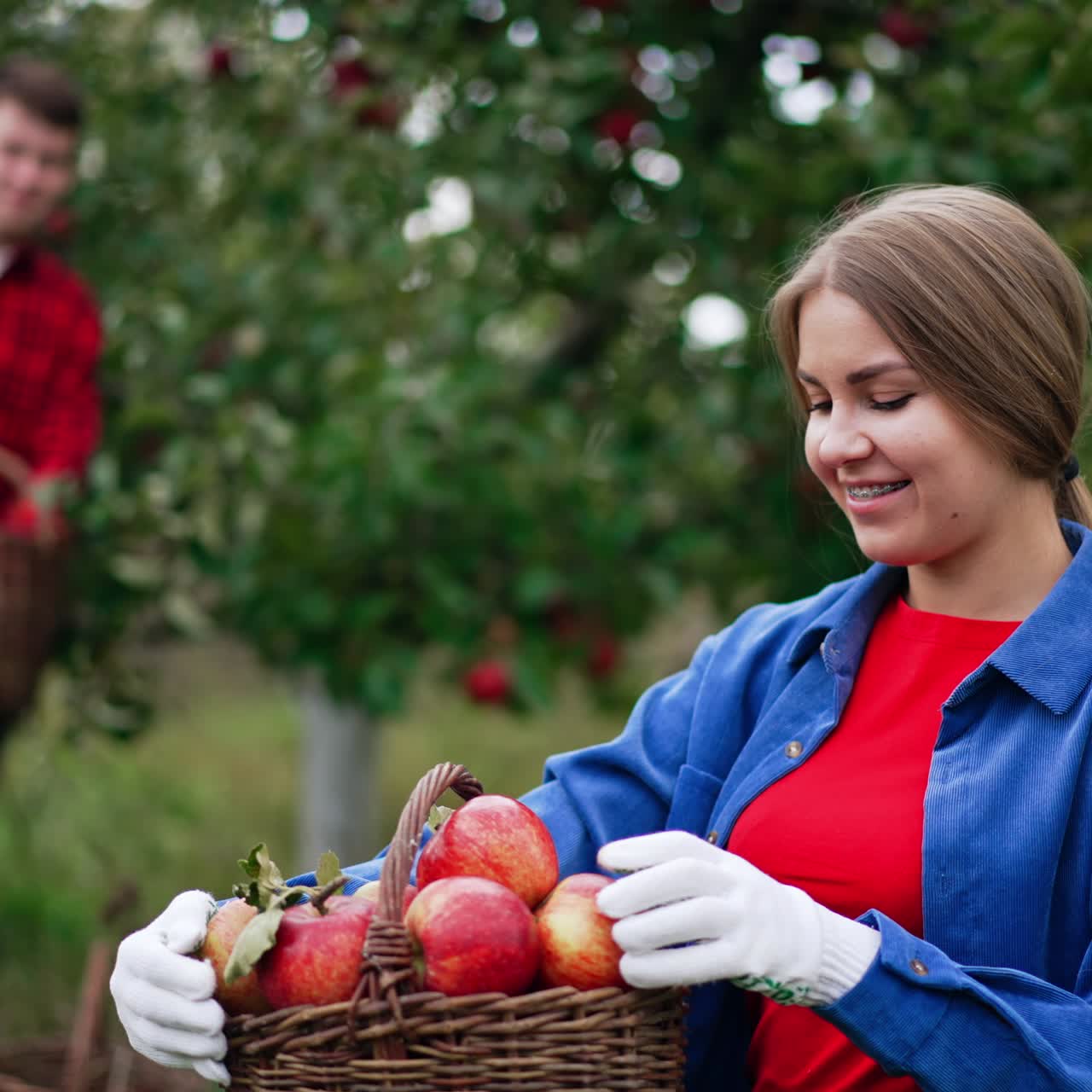 Female farmer looking through the red apples freshly picked in the garden. Male at backdrop holding a basket and checking apples too. Blurred background
